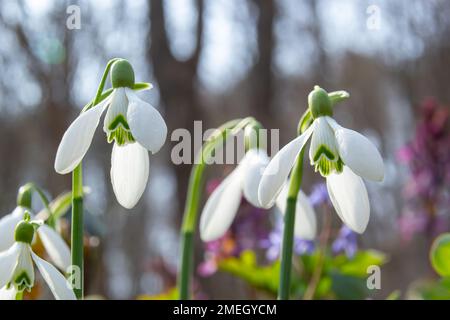 Fiori gocce di neve in giardino, luce del sole. Prima bella nevicate in primavera. Fiore comune di goccia di neve. Galanthus nivalis fioriscono nella foresta primaverile. Snowdr Foto Stock