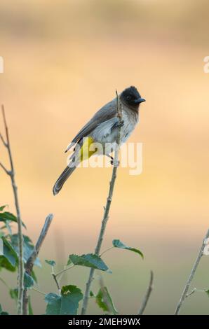 Blackeyed Bulbul (Pycnonotus barbatus) su twig, Parco Nazionale di Kruger, Mpumalanga, Sudafrica Foto Stock