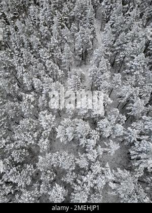 Vista aerea degli alberi innevati nella foresta di Rothiemurchus nel Cairngorms National Park, Highlands scozzesi, Scozia, Regno Unito Foto Stock