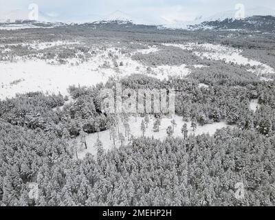 Vista aerea degli alberi innevati nella foresta di Rothiemurchus nel Cairngorms National Park, Highlands scozzesi, Scozia, Regno Unito Foto Stock