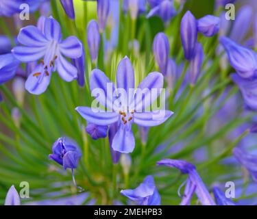 Agapanthus Central Foto Stock
