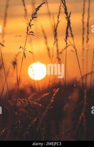 Il sole che sorge su un prato, risplende attraverso l'erba alta illuminandolo con colori dorati, cielo oro-arancio sullo sfondo Foto Stock