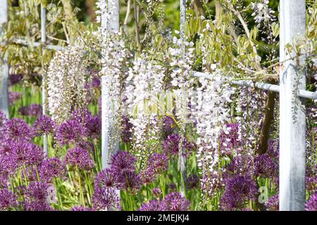 Mostra primaverile al wisteria Walk Arch, al RHS Wisley Garden, Inghilterra, nel mese di maggio con wisteria floribunda Kimono e Allium Purple Rain. Foto Stock