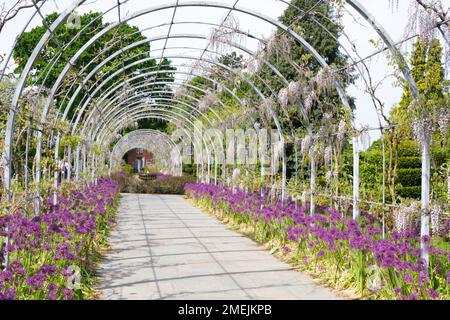 Mostra primaverile al wisteria Walk Arch, al RHS Wisley Garden, Inghilterra, nel mese di maggio con wisteria floribunda Kimono e Allium Purple Rain. Foto Stock