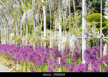 Mostra primaverile al wisteria Walk Arch, al RHS Wisley Garden, Inghilterra, nel mese di maggio con wisteria floribunda Kimono e Allium Purple Rain. Foto Stock