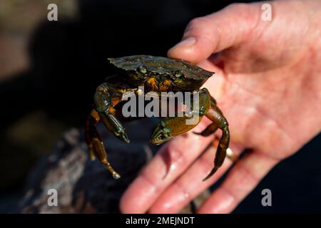 Uomo in possesso di un granchio comune (Carcinus maenas) sulla costa del Somerset, Regno Unito Foto Stock