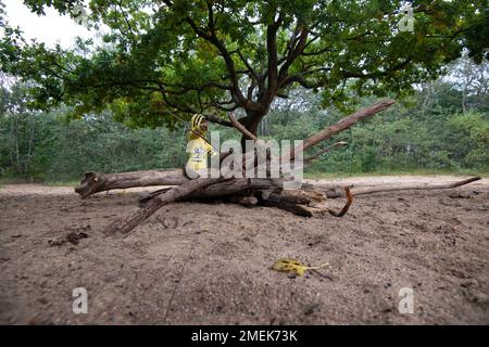 Il bambino costruisce capanna e fuoco nella foresta. Foto Stock