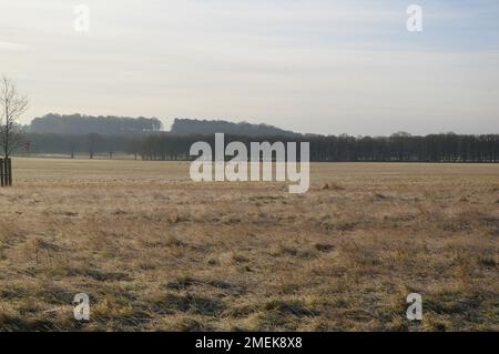 Windsor Great Park e la lunga passeggiata - una mattina di gennaio Foto Stock