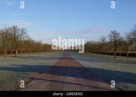 Windsor Great Park e la lunga passeggiata - una mattina di gennaio Foto Stock