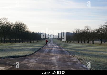 Windsor Great Park e la lunga passeggiata - una mattina di gennaio Foto Stock