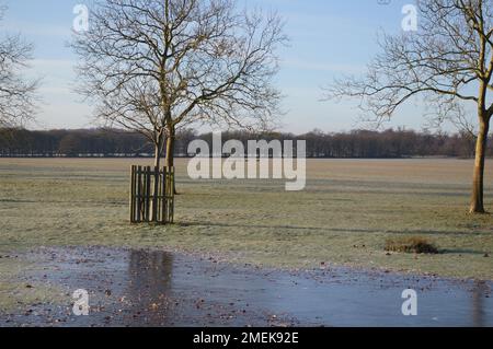 Windsor Great PRK e The Long Walk - una mattina di gennaio Foto Stock