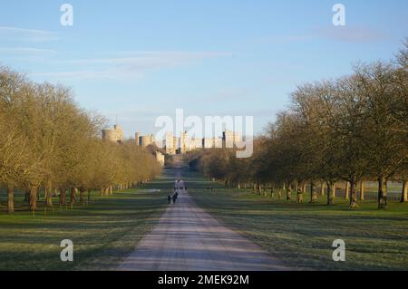 Windsor Great Park e la lunga passeggiata - una mattina di gennaio Foto Stock