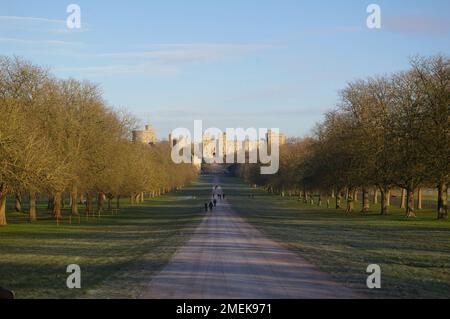 Windsor Great Park e la lunga passeggiata - una mattina di gennaio Foto Stock