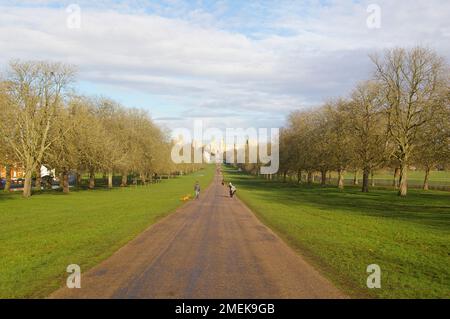 Windsor Great Park e la lunga passeggiata - una mattina di gennaio Foto Stock