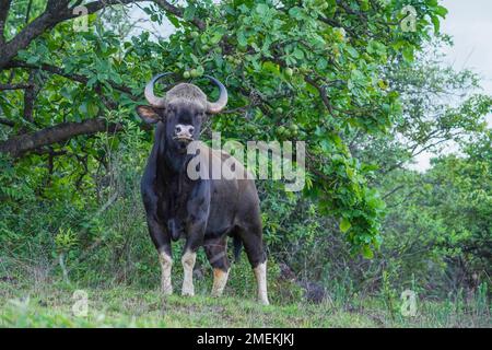 Gaur indiano, anche conosciuto come il bisonte indiano, Bos gaurus, Satara, Maharashtra, India Foto Stock