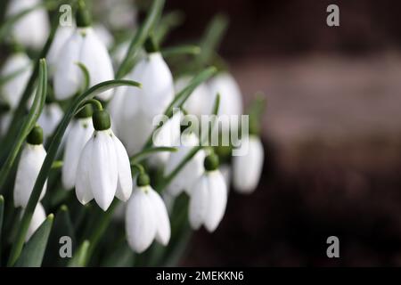 Le gocce di neve fioriscono nella foresta. Primo primavera fiori vicino Foto Stock