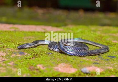 Melanophidium khairei o coda nera del Khaire, specie del serpente di burrowing, famiglia Uropeltidae, endemica all'India. Foto Stock