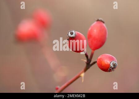 Bacche di rosa matura su un cespuglio. Frutti rossi medicinali di corrotto Foto Stock
