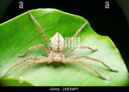 Primo piano del ragno da cacciatore delle zanghe, specie palystes, Satara, Maharashtra, India Foto Stock