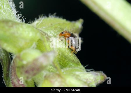 Scymnus sp. Piccolo ladybird predatore (Coccinellidae) sulla foglia. Foto Stock