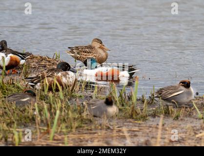 Northern Shoveler, spatola clypeata e Teal, Anas crecca a Leighton Moss, Silverdale, Lancashire, UK. Foto Stock