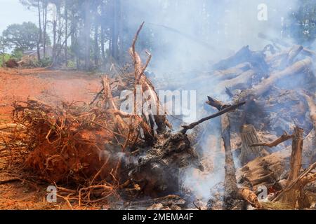 Una foresta sradicata è stata bruciata in cantiere per la costruzione di case Foto Stock