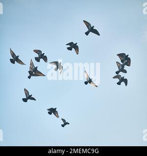 Piccioni che volano nel cielo blu. Foto di alta qualità Foto Stock