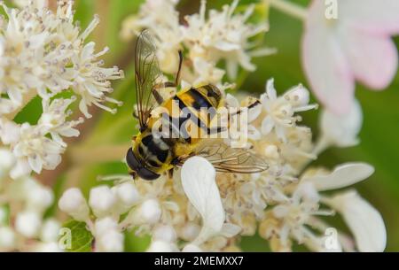Una macro di una mosca Myathropa in fiore sulla delicata testa di fiore di una sciarpa di fiori del Delta Foto Stock