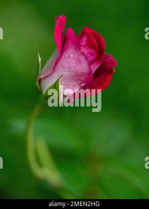 Mezzanotte la rosa blu inizia a fiorire i petali fioriscono lentamente Foto Stock