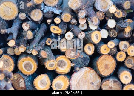 Legna da ardere per l'inverno, pile di legna da ardere, pile di legna da ardere. Foto di alta qualità Foto Stock