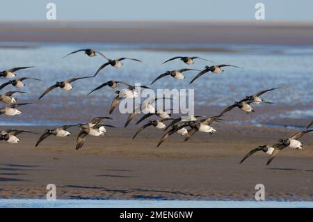 Brent Geese (Branta bernicla hrota) dalle tane pallide, Lindisfarne NNR, Northumberland, Inghilterra, dicembre 2006 Foto Stock