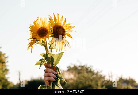 Un bouquet di girasoli in mano alla ragazza. Bouquet di girasoli contro il cielo. Foto di alta qualità Foto Stock