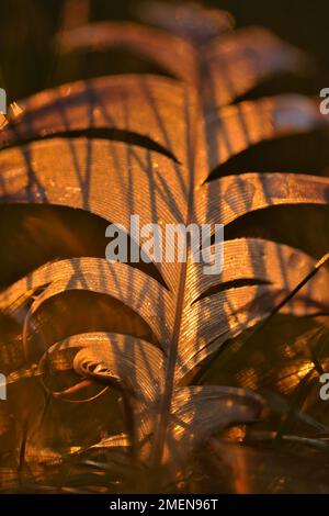 Oche dai piedi rosa (Anser brachyrhynchus) piume singolo mollato intrecciato su erbe vicino al sito di roost invernale di salpalude ad Aberlady Bay, Scozia Foto Stock