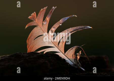 Oche dai piedi rosa (Anser brachyrhynchus) piume singolo mollato intrecciato su erbe vicino al sito di roost invernale di salpalude ad Aberlady Bay, Scozia Foto Stock