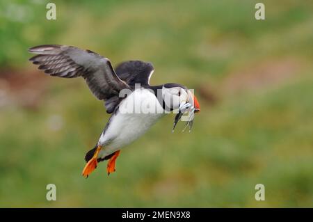 Puffin (Fratercula artica) portando anguille di sabbia per alimentare giovani, Staple Island, Isole Farne, Northumberland, Inghilterra, Giugno 2006 Foto Stock
