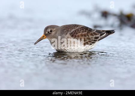 Purple Sandpiper (Calidris maritima) uccelli sonda piscina di acque basse, Nord Northumberland, Inghilterra, febbraio 2008 Foto Stock