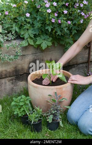 Piantare fagiolo nana 'Hestiaa' in una pentola di terracotta Foto Stock