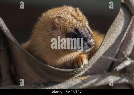 Un piccolo skunk siberiano in amaca Foto Stock