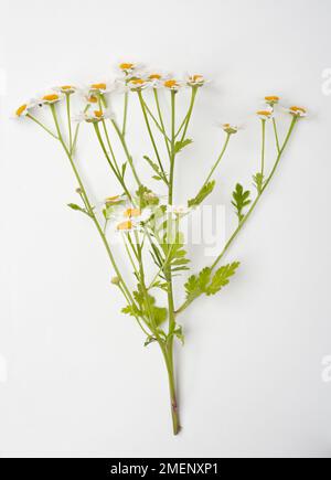 Tanacetum partenium (feverfew) che porta fiori bianchi, gialli e centrali, e foglie verdi su stelo lungo Foto Stock