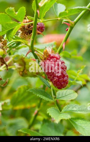 Rubus idaeus (lamponi) su piante, close-up Foto Stock