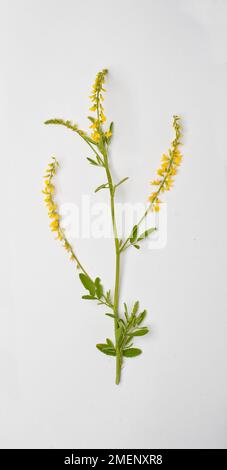 Melilotus (Melilot, Meliloto) con abbondanza di minuscoli fiori gialli e foglie verdi su lunghi steli Foto Stock