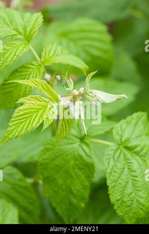 Rubus idaeus (lamponi) su piante, close-up Foto Stock