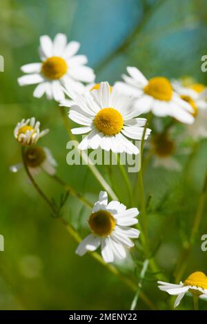 White matricaria recutita (tedesco) di camomilla fiori con disco giallo broccoli sullo stelo Foto Stock