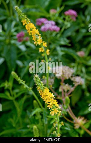 Agrimonia eupatoria (agrimonia comune) che porta piccoli fiori gialli sul gambo lungo, primo piano Foto Stock