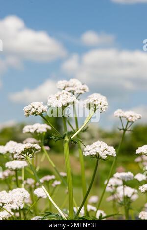 Valeriana officinalis (Valeriana) che porta piccoli fiori su steli lunghi, primo piano Foto Stock