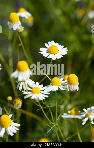 White matricaria recutita (tedesco) di camomilla fiori con disco giallo broccoli sullo stelo Foto Stock