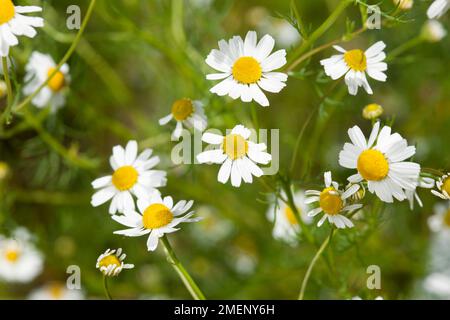 White matricaria recutita (tedesco) di camomilla fiori con disco giallo broccoli sullo stelo Foto Stock