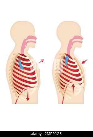 Polmoni e respirazione Foto Stock