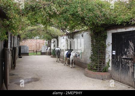 Tre pony accatastati e attaccati al muro nel cortile della scuderia Foto Stock