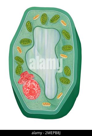 Tipico della cellula di pianta Foto Stock